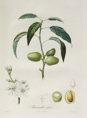 4488
<br/>
Traité des arbres fruitiers. Nouvelle édition, augmentée d'un grand nombre d'espèces de fruits obtenus des progrès de la culture.
<br/>
<em></em>